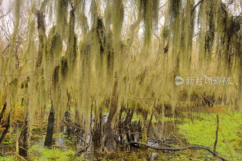 Brazos Bend州立公园风景